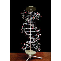Cochranes Of Oxford Orbit Proview DNA Model - Fully Assembled