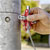 Knipex 00 11 06 Universal Key