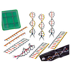 K'Nex 78780 DNA Replication & Transcription Set