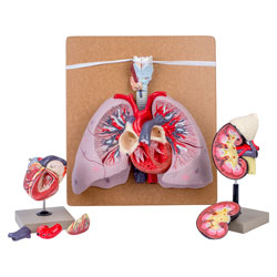 Biology Organs Model Bundle