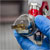 Sealey HVLP741 Hvlp Gravity Feed Spray Gun 1.3mm Set-up