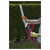 Sealey CHT20VCOMBO2 Hedge Trimmer Cordless 20V with 2Ah Battery & Charger