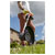 Sealey CS20V Strimmer Cordless 20V - Body Only
