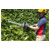Sealey CP40VHT SV20 Series 52cm Hedge Trimmer 40V - Body Only