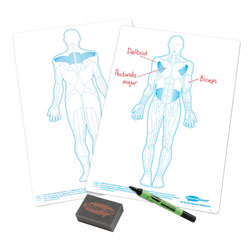 Show-me A4 White Board Human Muscle Pack of 10 Boards, Pens & Erasers
