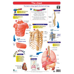 The Chest (wall Chart