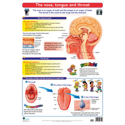 The Nose, Tongue and Throat Wall Chart