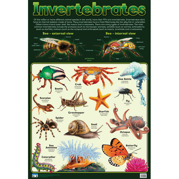 Invertebrates Wall Chart | Rapid Online
