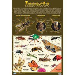 Insects Wall Chart