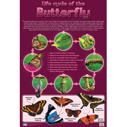 Life Cycle - Butterfly Wall Chart