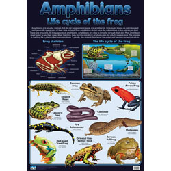 Amphibians - Frogs Wall Chart