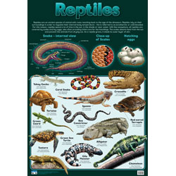 Reptiles Wall Chart