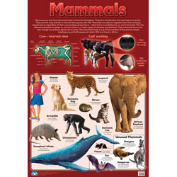 Mammals Wall Chart